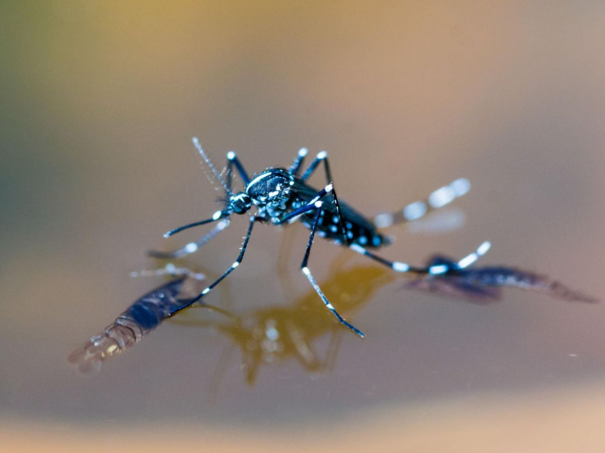 Pan American Health Organization Updates Dengue Situation in the Americas, Urges Strengthened Surveillance and Preparedness